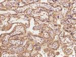 DENR Antibody in Immunohistochemistry (Paraffin) (IHC (P))