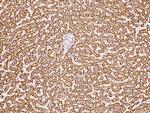 HSDL2 Antibody in Immunohistochemistry (Paraffin) (IHC (P))