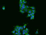 FARSA Antibody in Immunocytochemistry (ICC/IF)