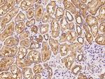 FARSA Antibody in Immunohistochemistry (Paraffin) (IHC (P))