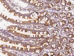 FARSA Antibody in Immunohistochemistry (Paraffin) (IHC (P))