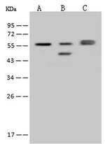 FARSA Antibody in Western Blot (WB)