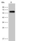 Golgi protein 58k Antibody in Western Blot (WB)