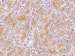 GLRB Antibody in Immunohistochemistry (Paraffin) (IHC (P))