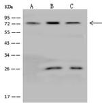 GLRB Antibody in Western Blot (WB)