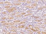 SLCO4C1 Antibody in Immunohistochemistry (Paraffin) (IHC (P))