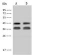 STX5 Antibody in Western Blot (WB)