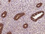 STX18 Antibody in Immunohistochemistry (Paraffin) (IHC (P))