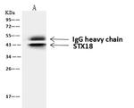 STX18 Antibody in Immunoprecipitation (IP)