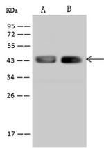 STX18 Antibody in Western Blot (WB)