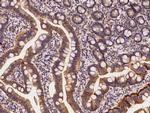 AdoHcyase 2 Antibody in Immunohistochemistry (Paraffin) (IHC (P))