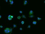 BNIP1 Antibody in Immunocytochemistry (ICC/IF)