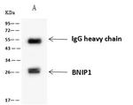 BNIP1 Antibody in Immunoprecipitation (IP)