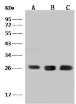 BNIP1 Antibody in Western Blot (WB)