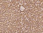 SBCAD Antibody in Immunohistochemistry (Paraffin) (IHC (P))