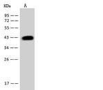 SBCAD Antibody in Western Blot (WB)