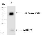 MRPL20 Antibody in Immunoprecipitation (IP)