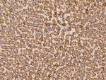 PECR Antibody in Immunohistochemistry (Paraffin) (IHC (P))