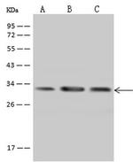 PECR Antibody in Western Blot (WB)