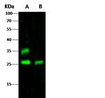 CTLA-4 Antibody in Western Blot (WB)