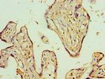 ADSS Antibody in Immunohistochemistry (Paraffin) (IHC (P))