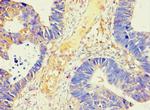 alpha Amylase 2B Antibody in Immunohistochemistry (Paraffin) (IHC (P))