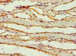 alpha Amylase 2B Antibody in Immunohistochemistry (Paraffin) (IHC (P))