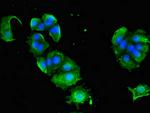 gamma Adaptin Antibody in Immunocytochemistry (ICC/IF)