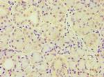 ARF3 Antibody in Immunohistochemistry (Paraffin) (IHC (P))