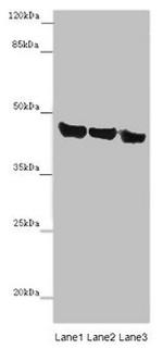 Asporin Antibody in Western Blot (WB)