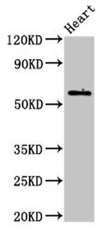 BCL-3 Antibody in Western Blot (WB)