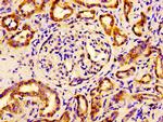 eIF4A2 Antibody in Immunohistochemistry (Paraffin) (IHC (P))