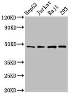 eIF4A2 Antibody in Western Blot (WB)