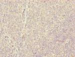 CENPH Antibody in Immunohistochemistry (Paraffin) (IHC (P))