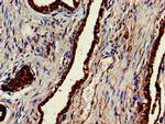 ENTH Antibody in Immunohistochemistry (Paraffin) (IHC (P))