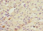 CYP2C18 Antibody in Immunohistochemistry (Paraffin) (IHC (P))