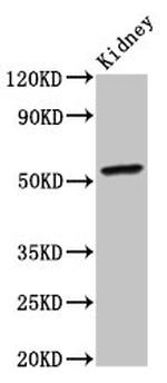 CYP2C19 Antibody in Western Blot (WB)