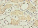 DPYS Antibody in Immunohistochemistry (Paraffin) (IHC (P))