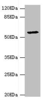 DPYS Antibody in Western Blot (WB)