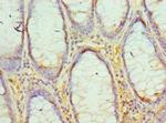 EED Antibody in Immunohistochemistry (Paraffin) (IHC (P))