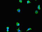 eIF4A3 Antibody in Immunocytochemistry (ICC/IF)