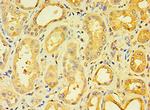 ENTPD5 Antibody in Immunohistochemistry (Paraffin) (IHC (P))