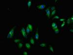 EphB3 Antibody in Immunocytochemistry (ICC/IF)