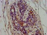 EPRS Antibody in Immunohistochemistry (Paraffin) (IHC (P))