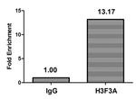 H3.3K79me2 Antibody in ChIP Assay (ChIP)