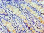 HARS Antibody in Immunohistochemistry (Paraffin) (IHC (P))