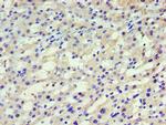 HARS Antibody in Immunohistochemistry (Paraffin) (IHC (P))