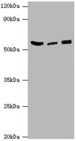 HARS Antibody in Western Blot (WB)