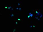 Phospho-Histone H1.5 (Ser17) Antibody in Immunocytochemistry (ICC/IF)