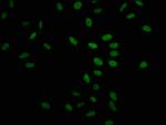 Formyl-Histone H1.2 (Lys109) Antibody in Immunocytochemistry (ICC/IF)